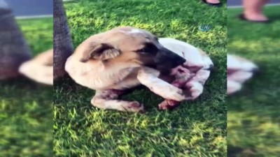 sokak kopegi -  Manavgat’ta sokak köpeği tüfekle vuruldu  Videosu