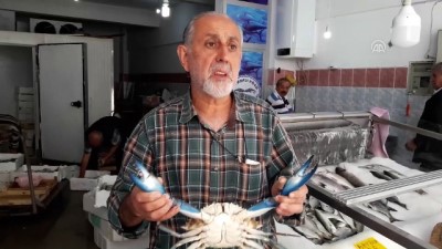 mavi yengec - Mavi yengeç Karadeniz'de ağlara takıldı - SİNOP  Videosu