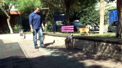 lazer tedavisi -  Ölüme terk edilen felçli köpek uzatılan yardım eliyle hayat döndü  Videosu