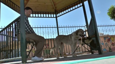 cop konteyneri - Ölüme terk edilmişti, görme engellilerin 'gözü' oldu - VAN  Videosu