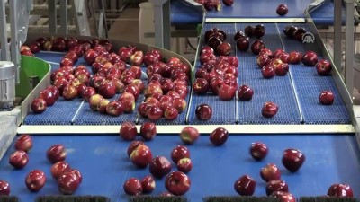 Organik mumlanan elmalar Uzak Doğu kapılarını açtı - NİĞDE 