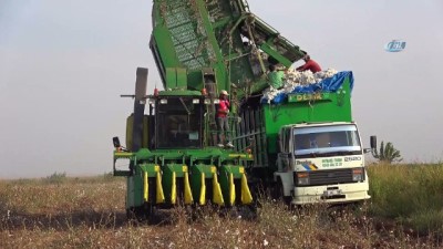 erimli -  Şanlıurfa’da beyaz altın hasadı Videosu