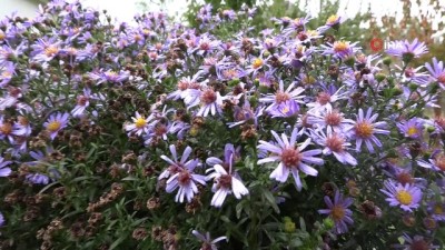 balik avi -  Beytüşşebap'ta sonbaharın güzelliği göz kamaştırıyor  Videosu