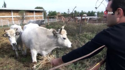 2009 yili -  'Klon sığırlar' torunlarının çocuklarını gördü Videosu