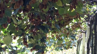 birinci sinif - Ordu'da kivi hasadı başladı Videosu