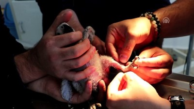 implant - Papağan yavrusu 'Efe'nin kırık ayağı ameliyat edildi - TOKAT  Videosu