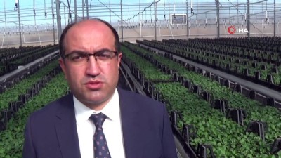 sonbahar -  Termal seralarda 4 mevsim çiçek üretimi  Videosu