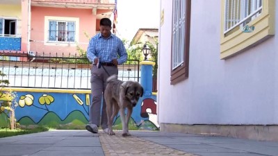 cop konteyneri -  Bağlanarak çuvalla çöpe atılan 'DOST' görme engellilerin umudu oldu  Videosu