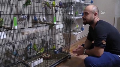 muhabbet kusu - Evinin salonunda 60 muhabbet kuşu besliyor - BİLECİK  Videosu