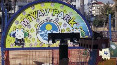 5 yildizli otel - Kediler 'Miyav Park'ı sevdi - MERSİN  Videosu