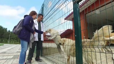 siginma - Onlar, ömürlük dostlarını bekliyor - İSTANBUL  Videosu