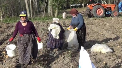 ayetler -  Patates tarlada 1, pazarda 4 TL  Videosu