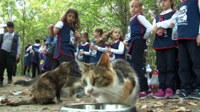  Samsun'daki 'Kedi Kasabası’nda çocuklara hayvan sevgisi aşılandı