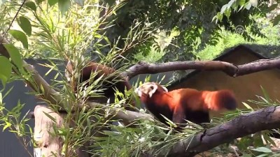 hayvanat bahcesi - 4 Ekim Dünya Hayvanları Koruma Günü - BURSA  Videosu