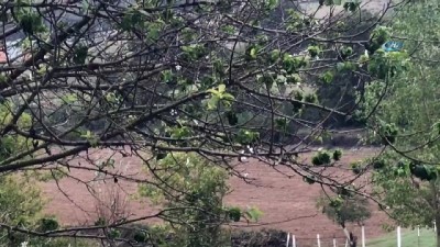 gesi -  Çanakkale’de erik ağacı çiçek açtı  Videosu