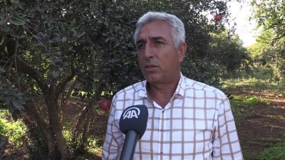 gesi - Gaziantep narında rekolte beklentisi yüksek  Videosu