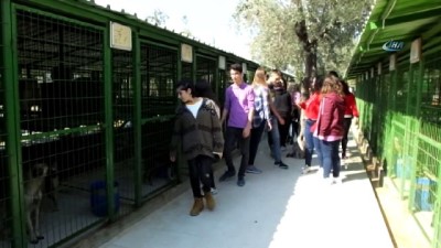korfez -  Öğrenciler harçlıkları ile köpeklere mama aldı kulübe yaptırdı  Videosu