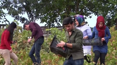 Yaşlı çiftin üzüm hasadını öğrenciler yaptı - MUŞ 