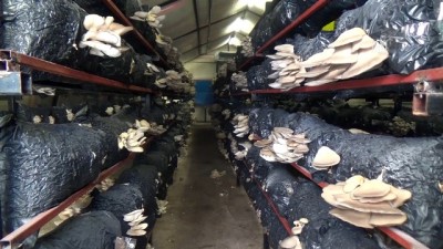 gunes enerjisi - Genç girişimci yılda 20 ton mantar üreten tesis kurdu - MERSİN  Videosu