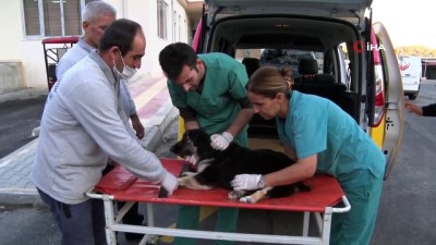 rontgen -  Çorum'da trafik kazasında felç kalan köpek Mersin'e getirilerek tedaviye alındı Videosu