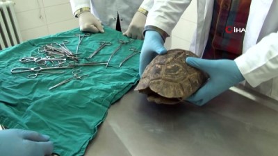 rontgen -  Kaplumbağanın kırılan kabuğu 'Çivi ve telle' birleştirildi  Videosu