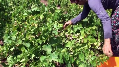 potasyum - Kuru üzüm fiyatları çiftçinin yüzünü güldürdü - ADIYAMAN  Videosu