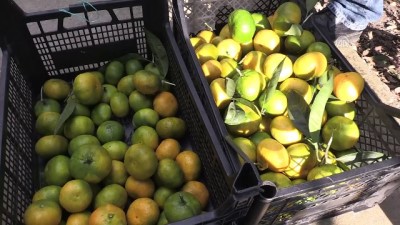 Narenciye hasadı başladı - ORDU