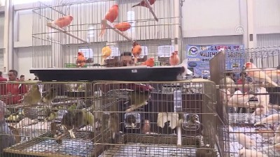 begendik - Kafes kuşları görücüye çıktı - ŞANLIURFA  Videosu