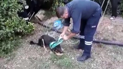 kopek - Kuyuya düşen yavru köpekleri itfaiye kurtardı - MERSİN  Videosu