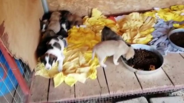 Yavru Kopekleri Cuvala Koyup Bakimevi Kapisina Biraktilar Mugla