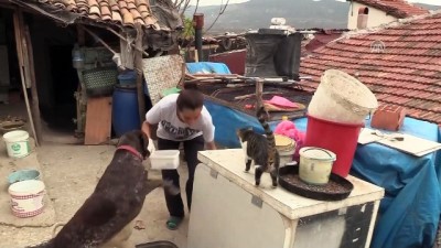 sayilar - Sahipsiz hayvanların koruyucu meleği - BİLECİK  Videosu