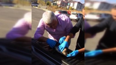 olta -  Midesinde 2 olta kancası bulunan 'Karabatak' kurtarıldı  Videosu