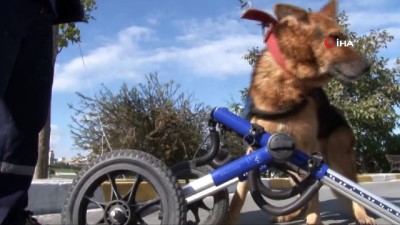 hayvan severler -  Şanslı isimli felçli köpek yürüteçle hayata tutundu  Videosu