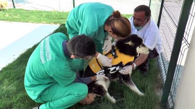 tedavi sureci - Yaralı sokak hayvanlarına masajlı ve havuzlu tedavi - MERSİN  Videosu
