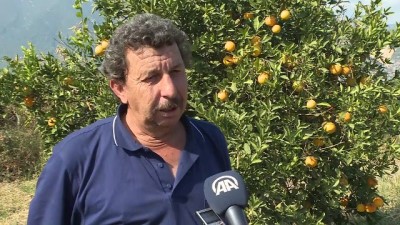 yansima - Erken portakal hasadı (2) - ANTALYA  Videosu