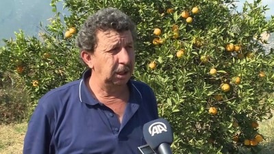 yansima - Erken portakal hasadı - ANTALYA  Videosu