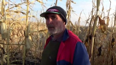 sahit - Mısır hasatı bitince dev obruk ortaya çıktı - KONYA Videosu