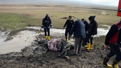 itfaiye araci - Yaralı at için seferber oldular - AĞRI  Videosu