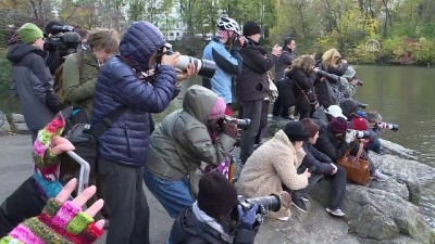 goller - Central Park'ın davetsiz misafiri Mandarin ördeği parkın maskotu oldu - NEW YORK  Videosu