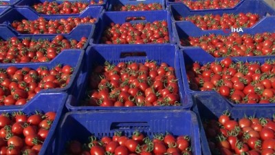 domates fiyati -  Domateste yeni pazar Kuzey Irak, çiftçiye can suyu oldu  Videosu