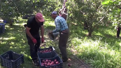 goller - Isparta elması üreticinin yüzünü güldürdü  Videosu