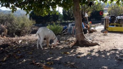 kopek -  'Karabaş' isimli köpek ve oğlak 'Efe'nin dostluğu görenleri şaşırtıyor  Videosu