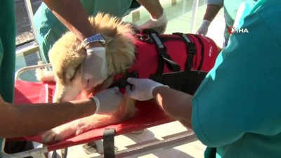 kismi felc -  Köpekler için fizik tedavi merkezi ve terapi havuzu  Videosu