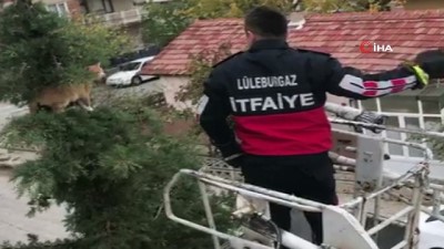 kurtarma operasyonu -  Ağacın tepesinde kedi kurtarma operasyonu  Videosu