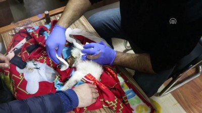 Ayakları kesik halde bulunan kedi tedavi altına alındı - IĞDIR