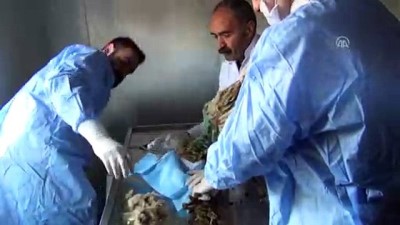 kurt saldirisi - Yaralı baykuşlara rektörden cerrahi müdahale - ŞIRNAK  Videosu