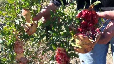  Bitlis’te üreticiler bu sene nar'dan verim alamadı 