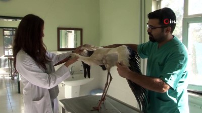 hayvanat bahcesi -  Kanadı kırık leyleğe fizik tedavi uygulanıyor  Videosu