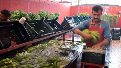  Muz üreticilerinden enflasyonla mücadeleye destek 