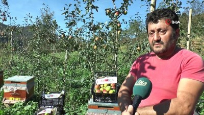 kimya -  Piraziz elmasının hasadına başlandı  Videosu